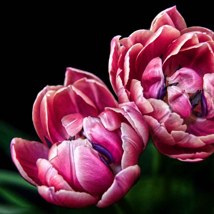 Zwei Tulpen