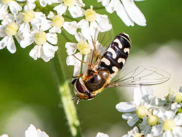 Großstirnschwebfliege