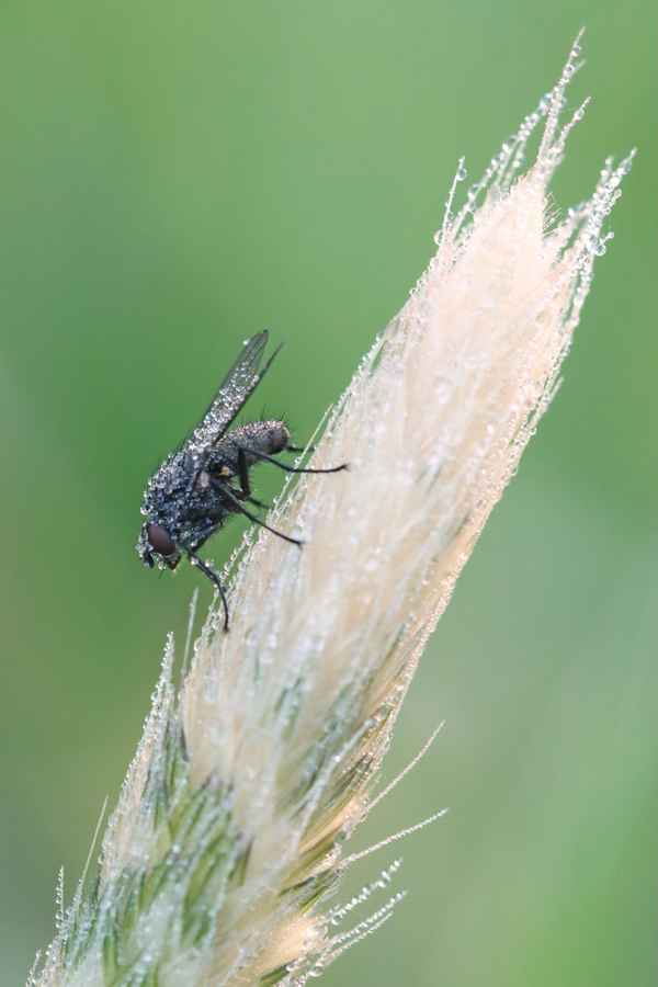 Fliege in der Morgendusche