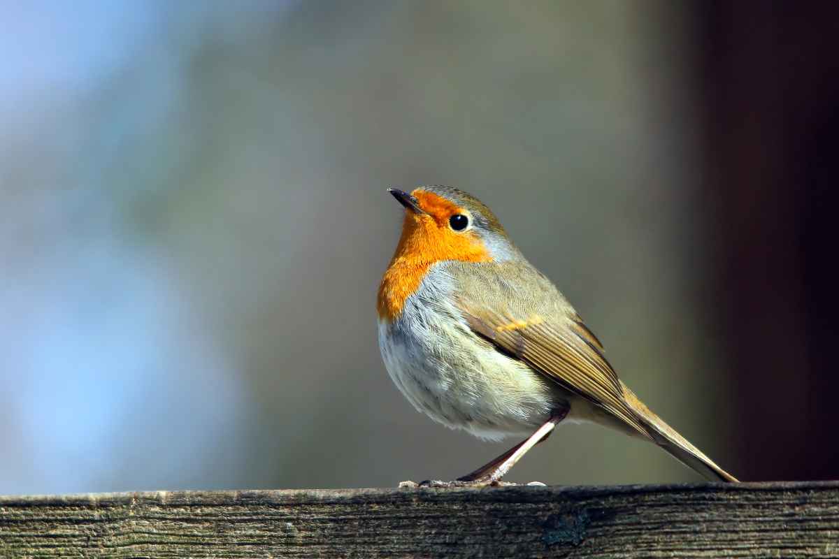 Neugieriges Rotkehlchen