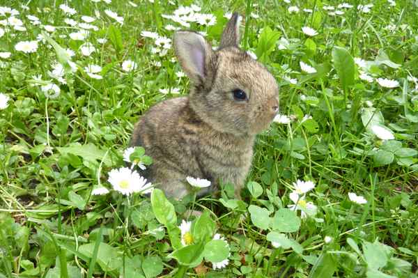 Junges Kaninchen