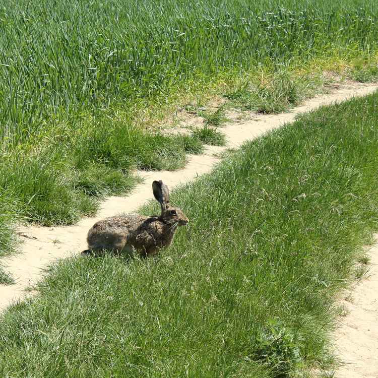 Feldhase genießt den Frühling