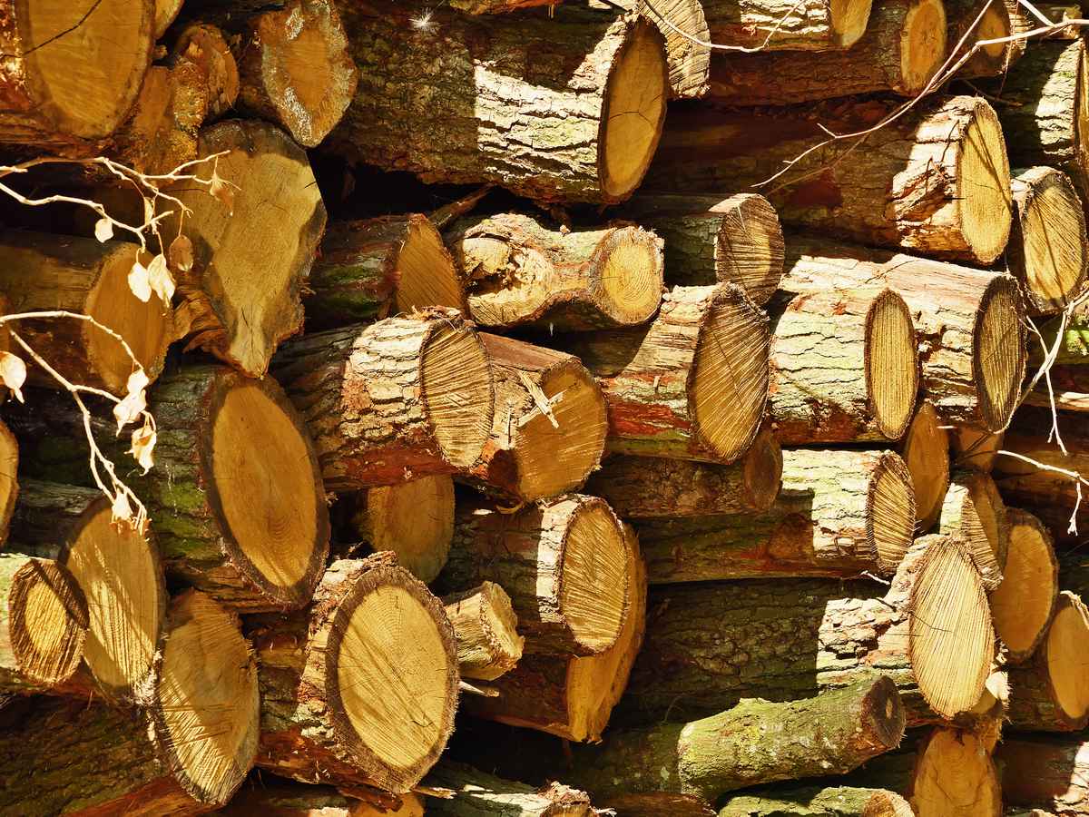 Holzstapel am Waldrand