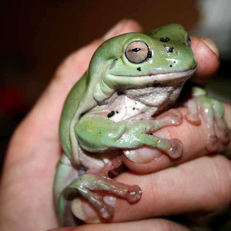 Froggy