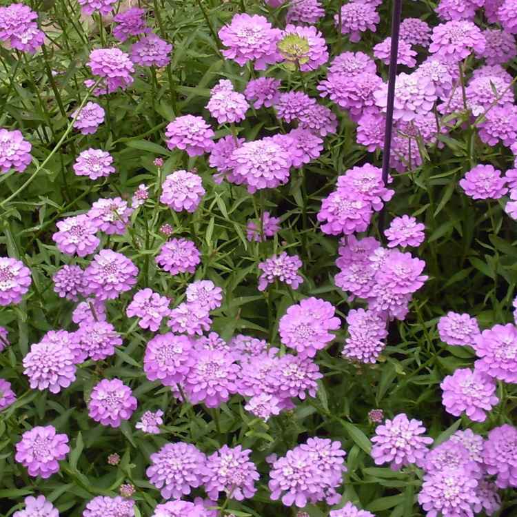 Schleifenblumen-Traum in lila