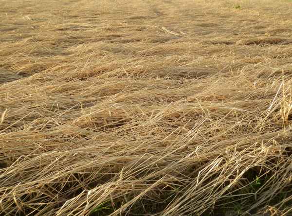 Zerstörte Ernte nach dem Hochwasser