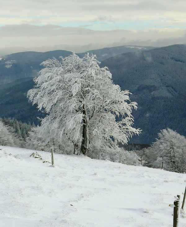 Schneebaum auf dem Schauinsland