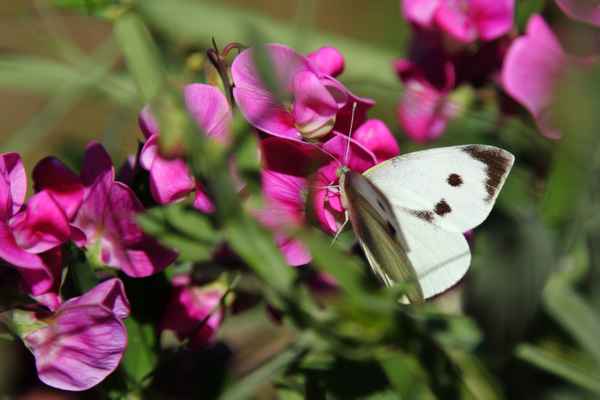 Schmetterling in Wickenblüten 2
