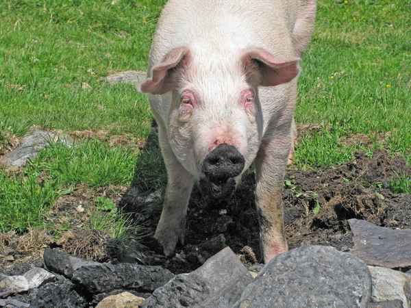 Schwein der Sorte "Glücklich & Freilaufend"!