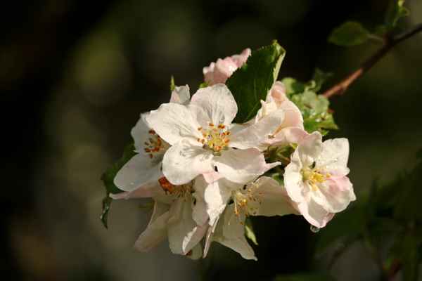 apfelblüten..o2..