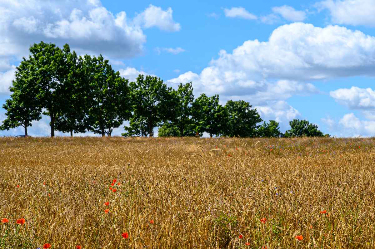 Erntewetter