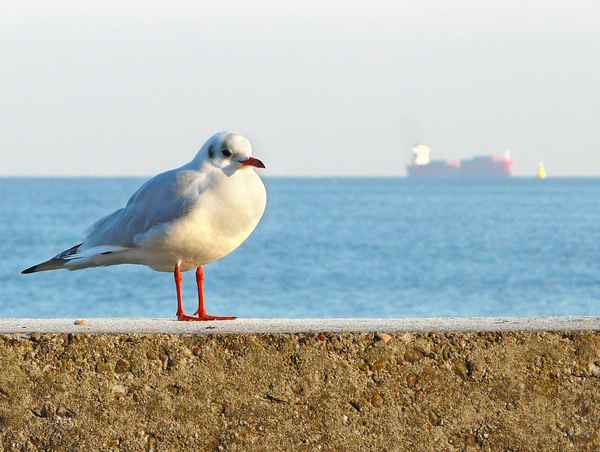 Seemöwe an der Ostsee