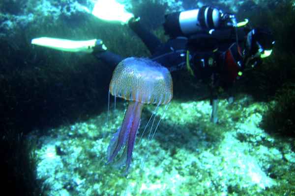 Gefahr für den Taucher