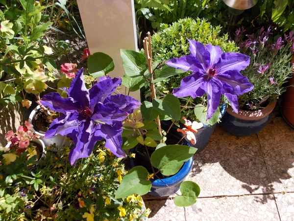 Großblütige Clematis-in voller Sonne