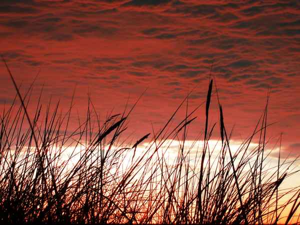 Sonnenuntergang mit Deichgras 1
