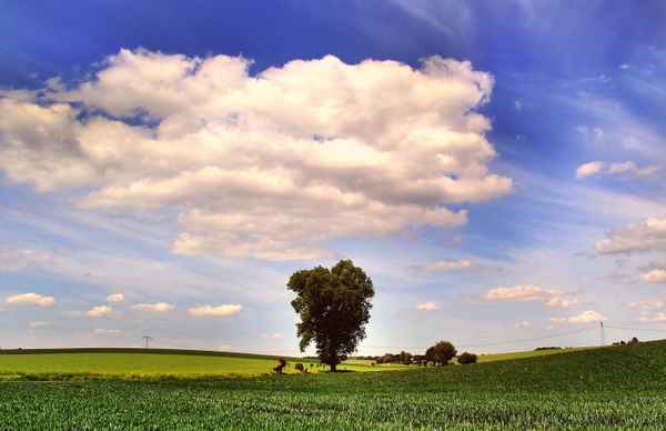 baum und wolke