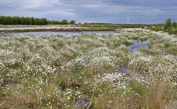 wollgrasblüte im wietingsmoor 2