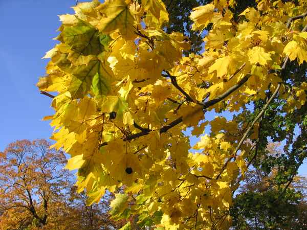 Herbst2005 039