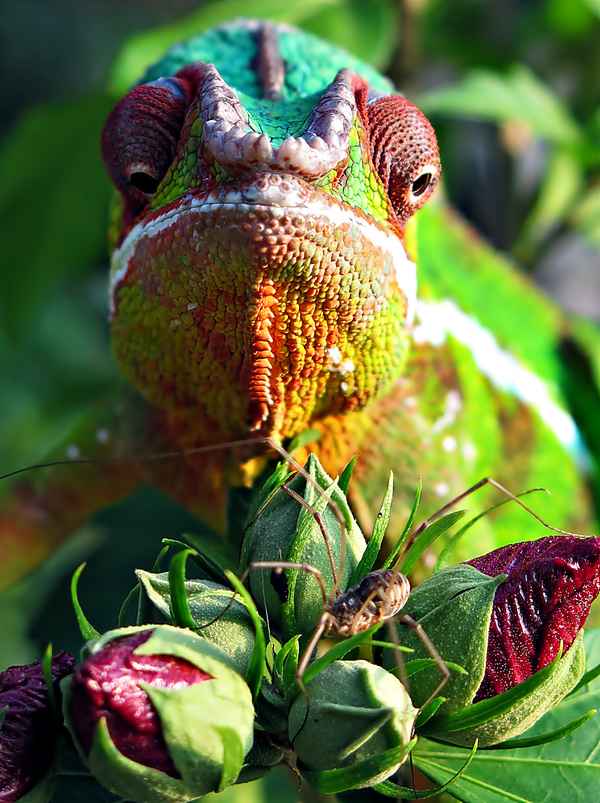 Rango ein Pantherchamäleon auf der Pirsch