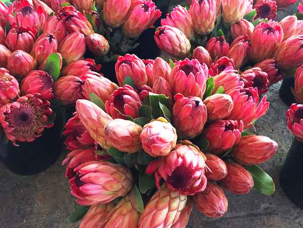 Protea auf dem Markt