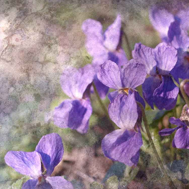 Von der Natur abgemalt