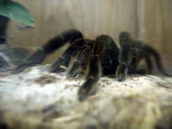 spinne