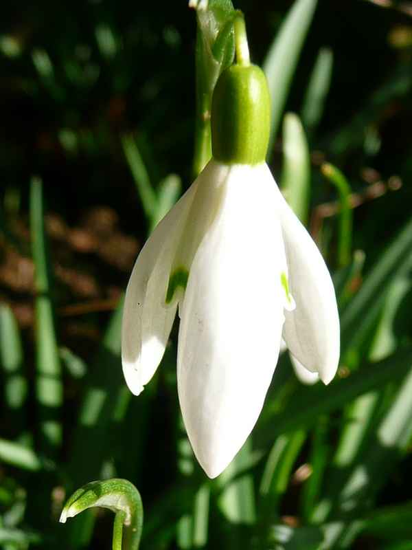Schneeglöckchen
