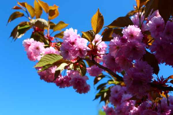 Frühling in Schleswig-Holstein