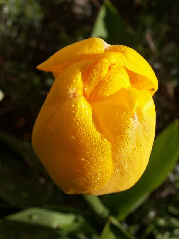 Tulpe mit feinen Tautröpfchen