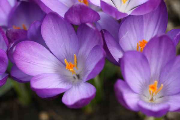 Schöne Krokusse