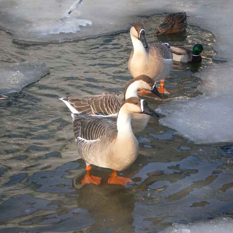 Die Härte des Winters