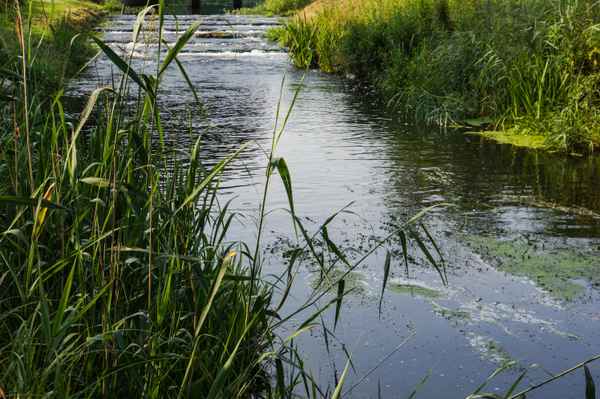 Sommermorgen am Bach