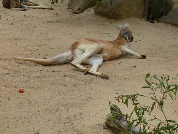 Tiere Australiens 4