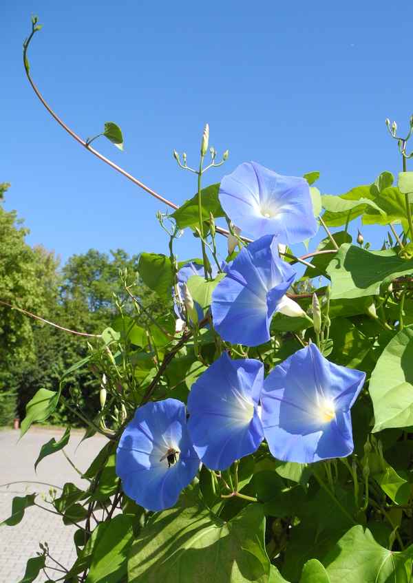 Blaue Edelwicken