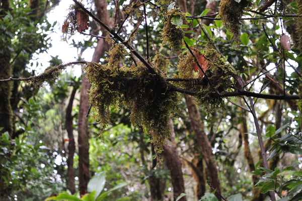 Im Anaga-Regenwald 1