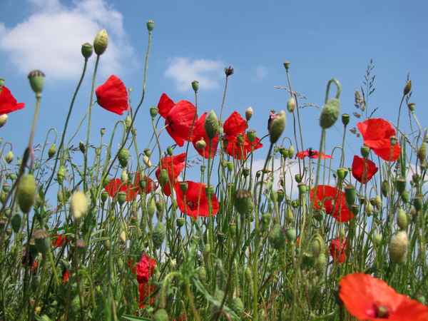 Mohnblumenfeld