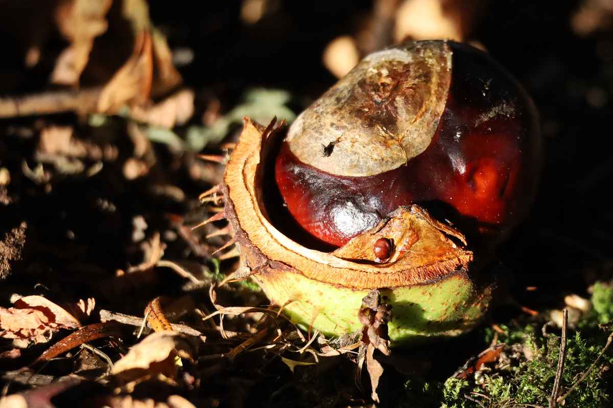 es ist herbst geworden