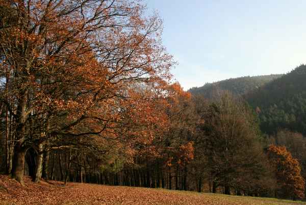 pfälzerwald im spätherbst