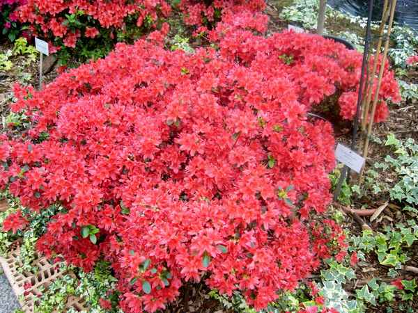 Botanischer Garten Berlin 16