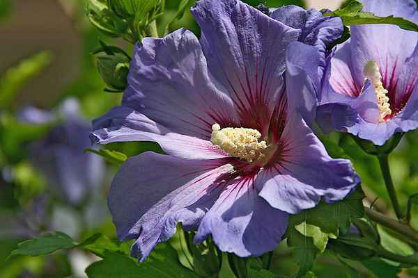 Hibiskus