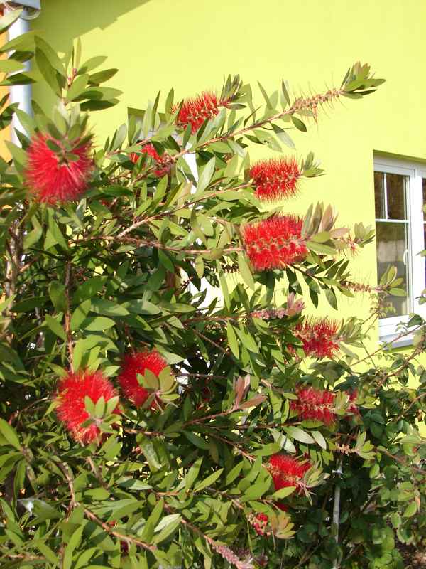 Strauch mit roten Blüten