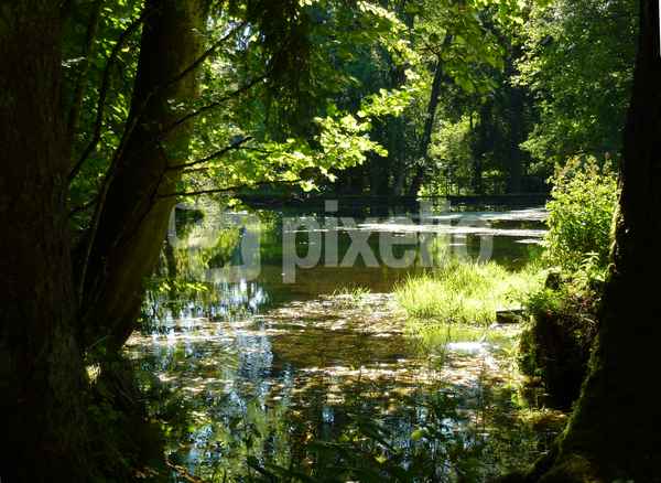 Waldbiotop mit Staubecken