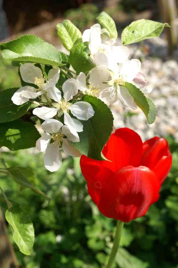 Tulpe im Blütenzauber