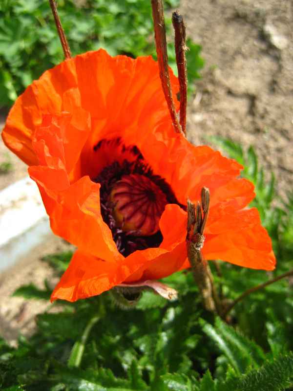 Blüte des Klatschmohn