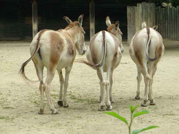 Lustiges Trio....
