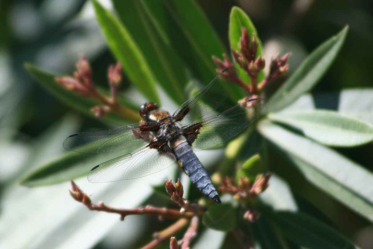 Libelle am teich