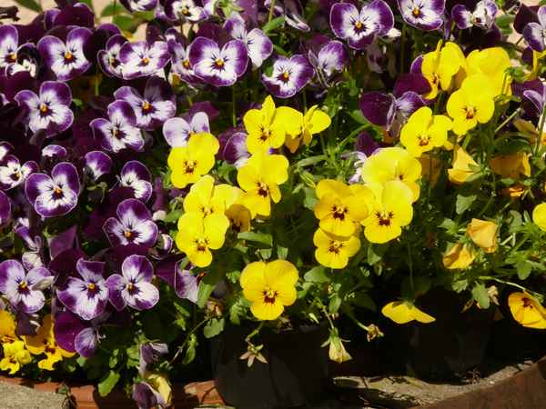 ganz viele Stiefmütter