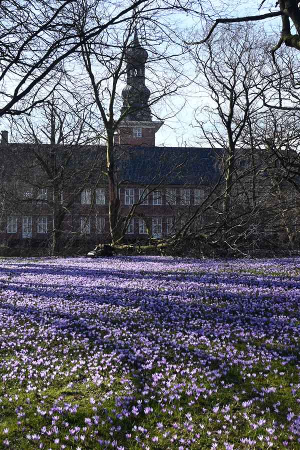 Krokusblüte in Husum