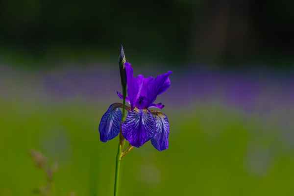 Sibirische Schwertlilie