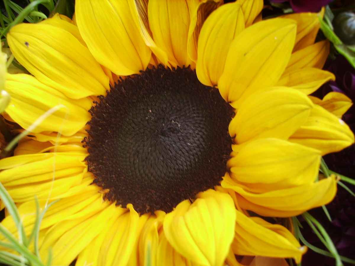 Sonne Zuhause 2